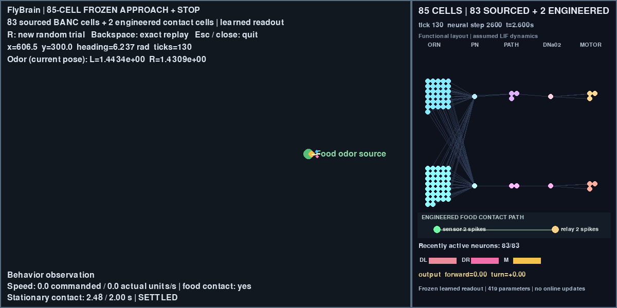 FlyBrain 85-cell 2D app showing food contact, a stationary fly, and the sourced neural circuit plus engineered contact cells.